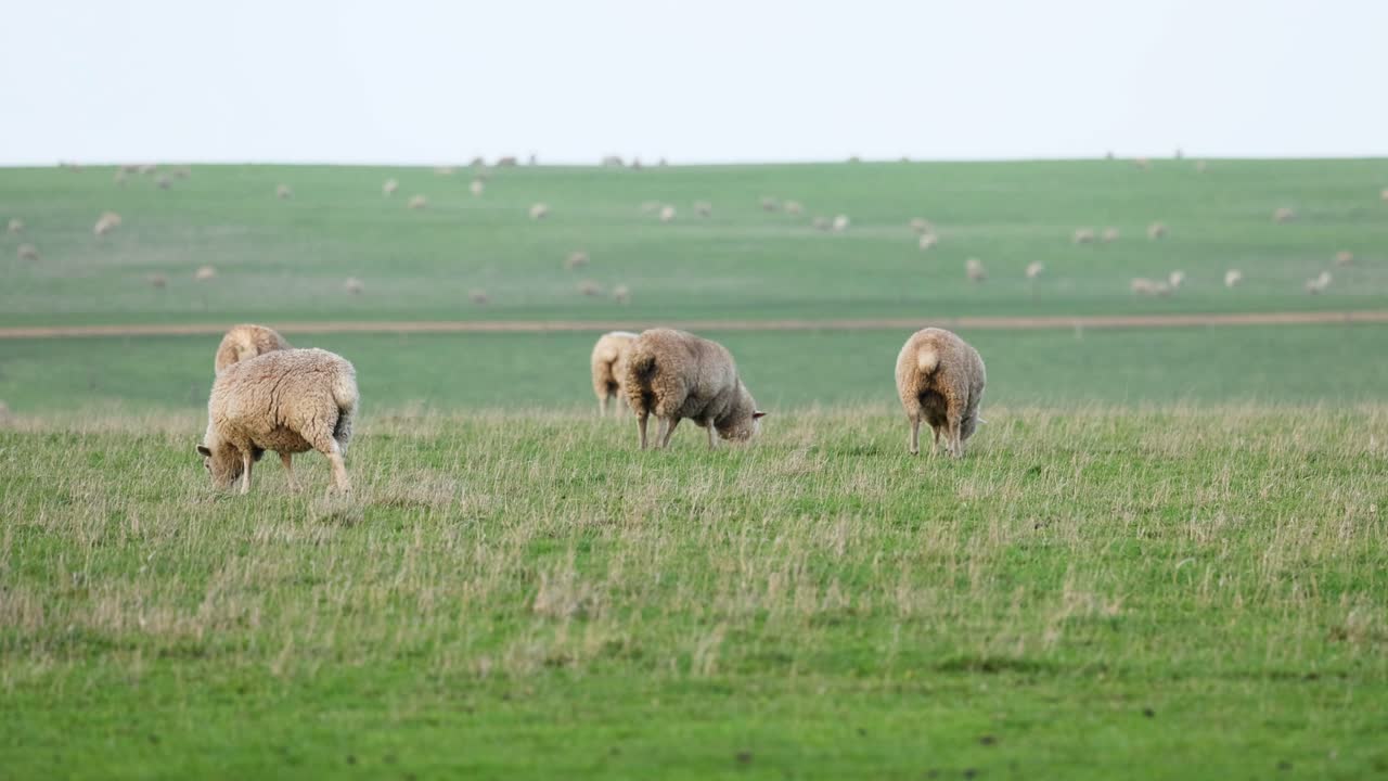 Pecore che pascolano pacificamente in un vasto campo