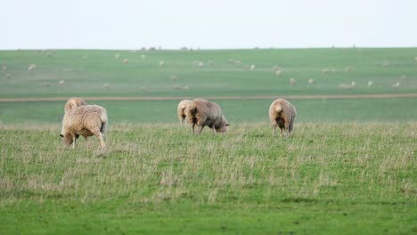 sheep grazing peacefully in a vast field