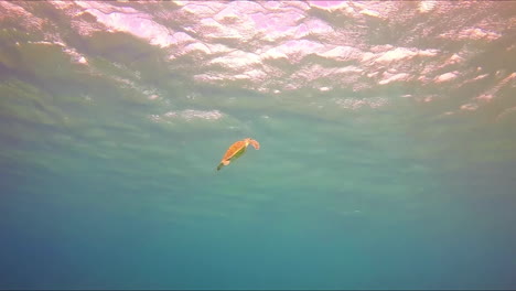 A-lonely-sea-turtle-swims-to-the-top-breathe-the-air-and-dive