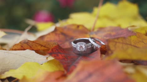 wedding rings set a top autumn leaves