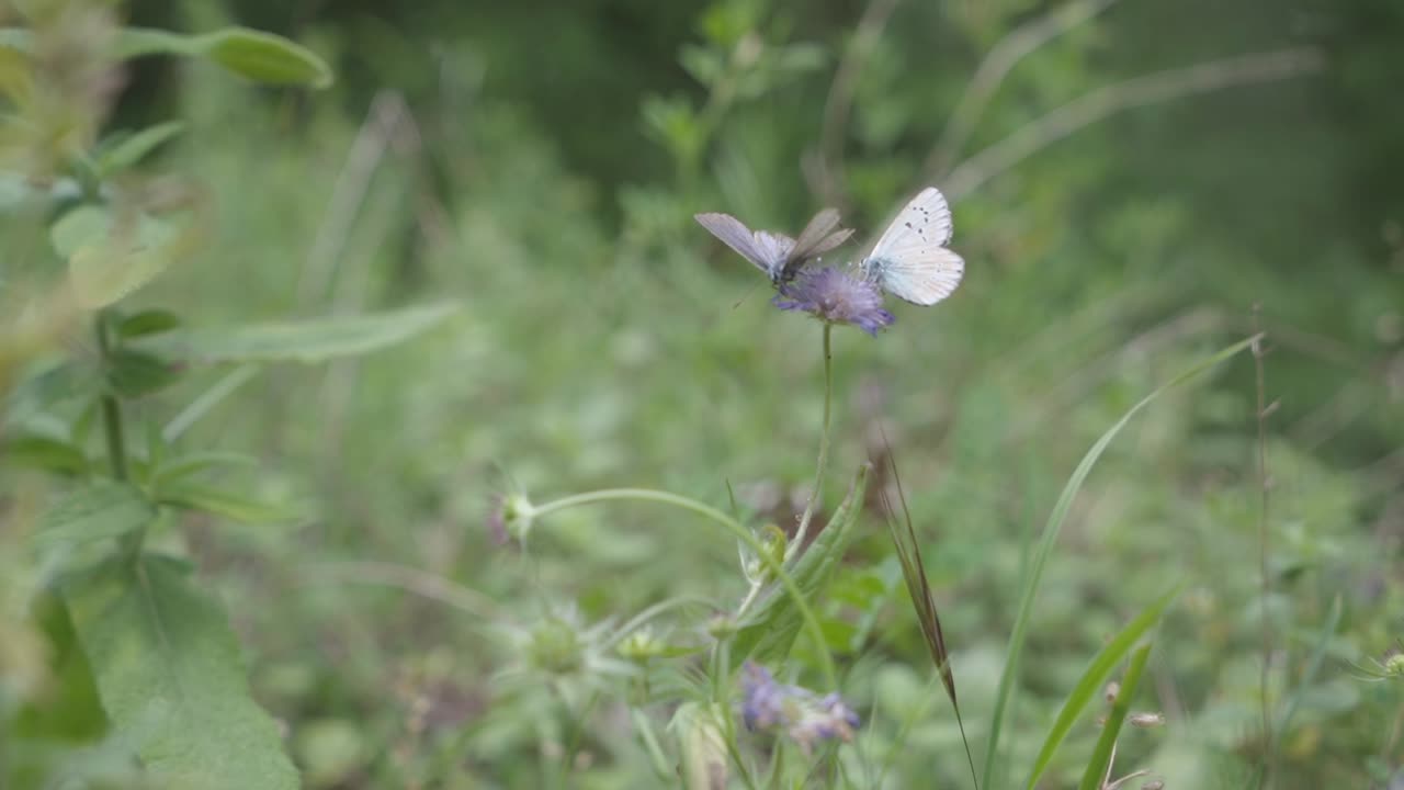 two fragile butterflies enjoy the nectar from the highly butterfly-visible Sheeps Bit flower