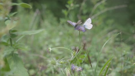 two fragile butterflies enjoy the nectar from the highly butterfly-visible sheeps bit flower