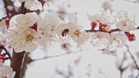 close up of a bee collecting pollen from a blossoming apricot branch, slow motion