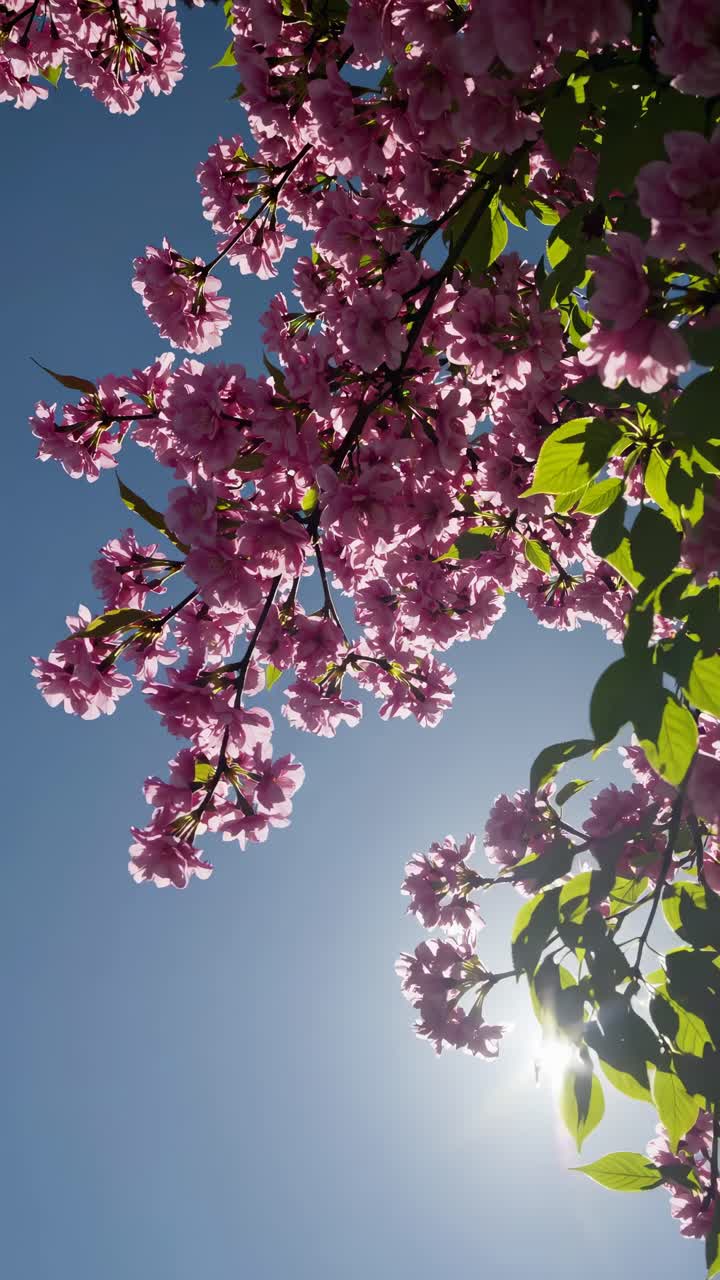 A low-angle video captures vibrant pink cherry blossoms against a clear blue sky
