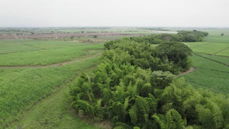 Pineapple-fruit-farm-in-Cali,-Colombia_drone-orbit-view