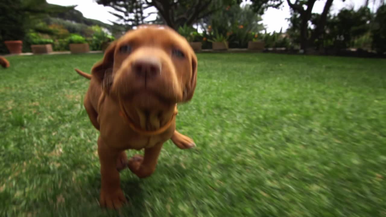 Un cucciolo di vizsla di un mese corre e vuole giocare con la videocamera
