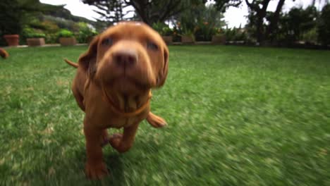 a one month old vizsla puppy dog runs and wands to play with the videocamera