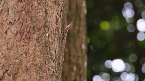 body extended out looking like a twig of a tree as it waits for its prey, spotted flying dragon draco maculatus, thailand