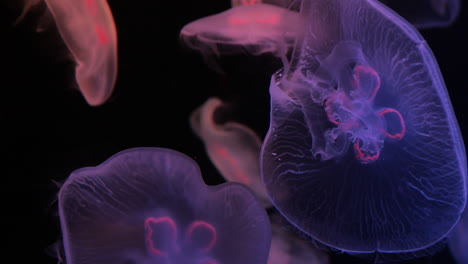 medusas en un acuario