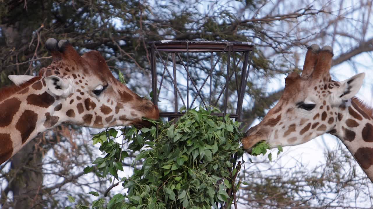 twee giraffen eten van een heiligdom voeder