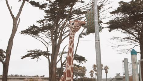 a giraffe eating leaves in slow motion