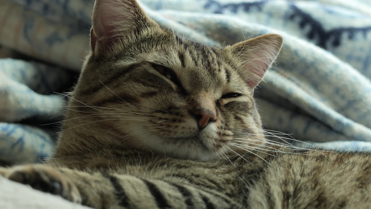 Un simpatico gatto soriano apre gli occhi al rallentatore
