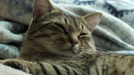 a cute tabby cat opens his eyes in slow motion