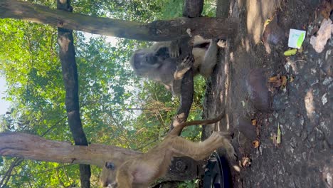 Vertical-baby-baboon-throwing-over-bin-with-mother-baboon