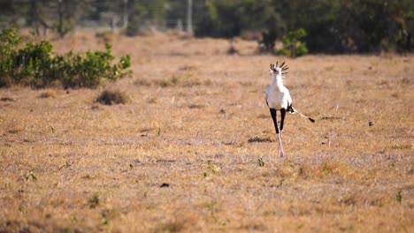a secretary bird which is terrestrial bird of prey out on the plains trying to find a prey