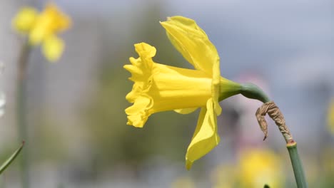 gelbe narzissen in blüte