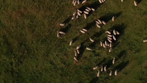 aerial reveal view footage of white sheep grazing on a meadow