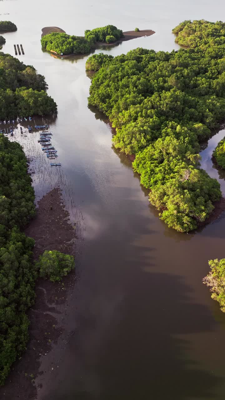 Drone vertical video showcasing Bali mangrove forest waterways and boats surrounded by dense vegetation, reflecting the harmony of people and nature