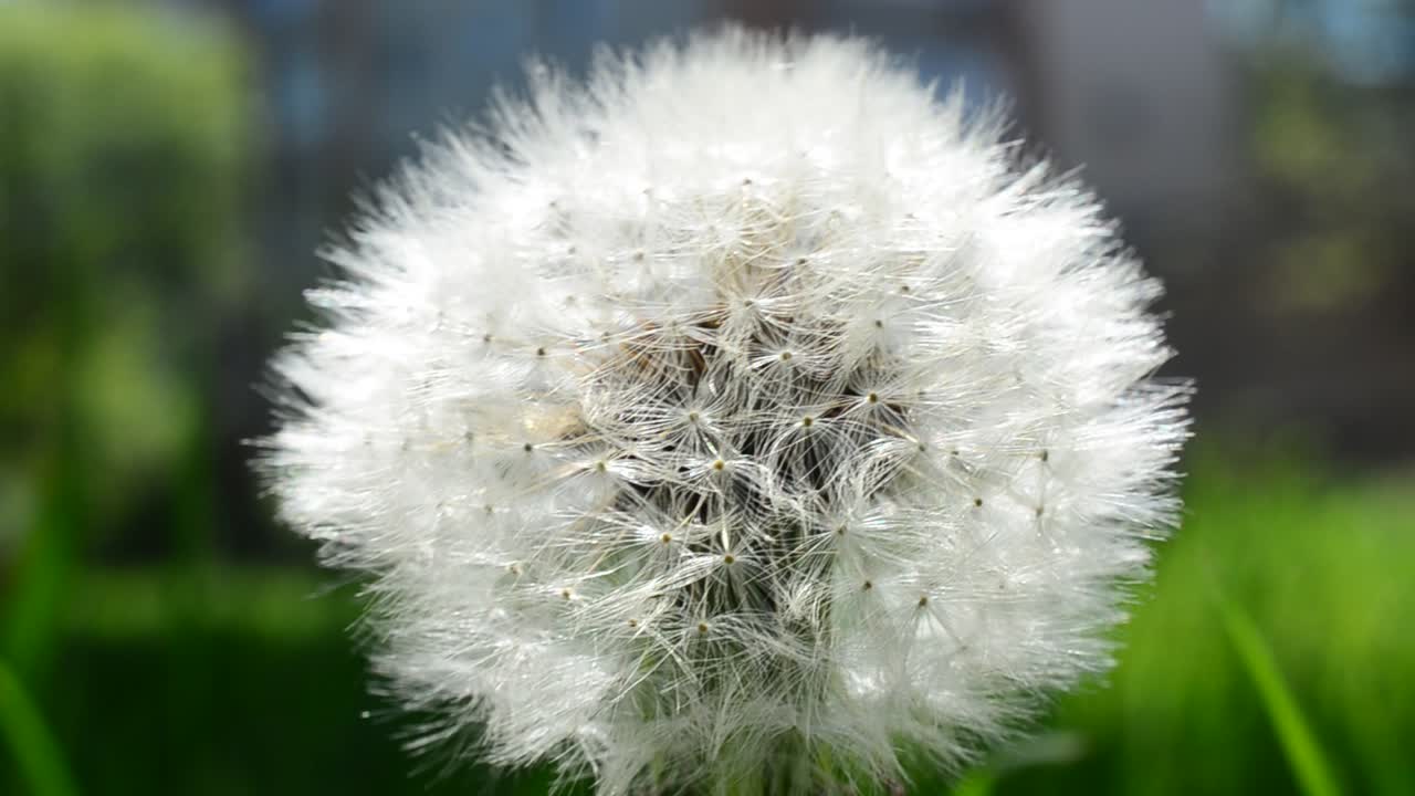 The dandelion is a weed. Spring dandelion