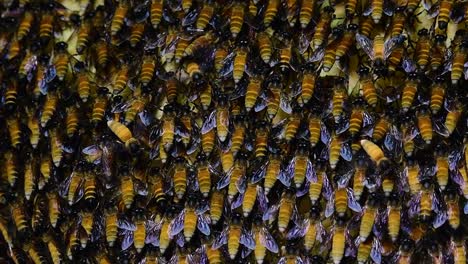 Se-Sabe-Que-Las-Abejas-Melíferas-Gigantes-Construyen-Grandes-Colonias-De-Nidos-Con-Bolsillos-Simétricos-Hechos-De-Cera-Para-Almacenar-Miel-Como-Fuente-De-Alimento.