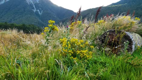 pan-of-wildflower-meadow-at-base-of-mountains