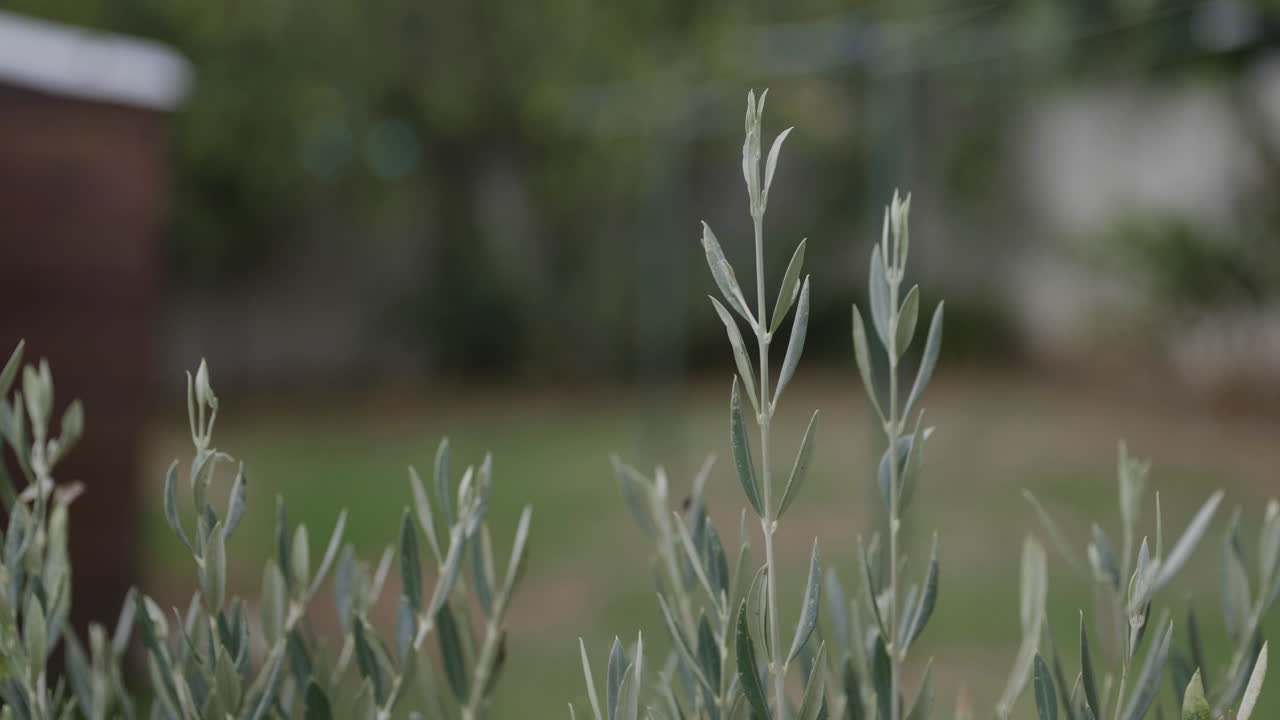 hojas de olivo jóvenes moviéndose en una brisa en un jardín