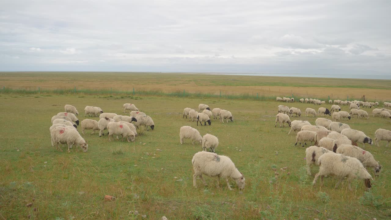 vista del paisaje de ovejas comiendo hierba en un día nublado, provincia de qinghai, china