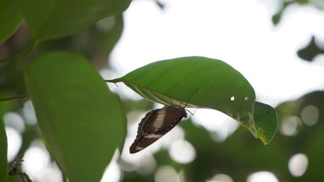 Neptis-Hylas-Schmetterling-Auf-Den-Grünen-Blättern---Brauner-Schmetterling-Thront-Auf-Dem-Grünen-Blatt