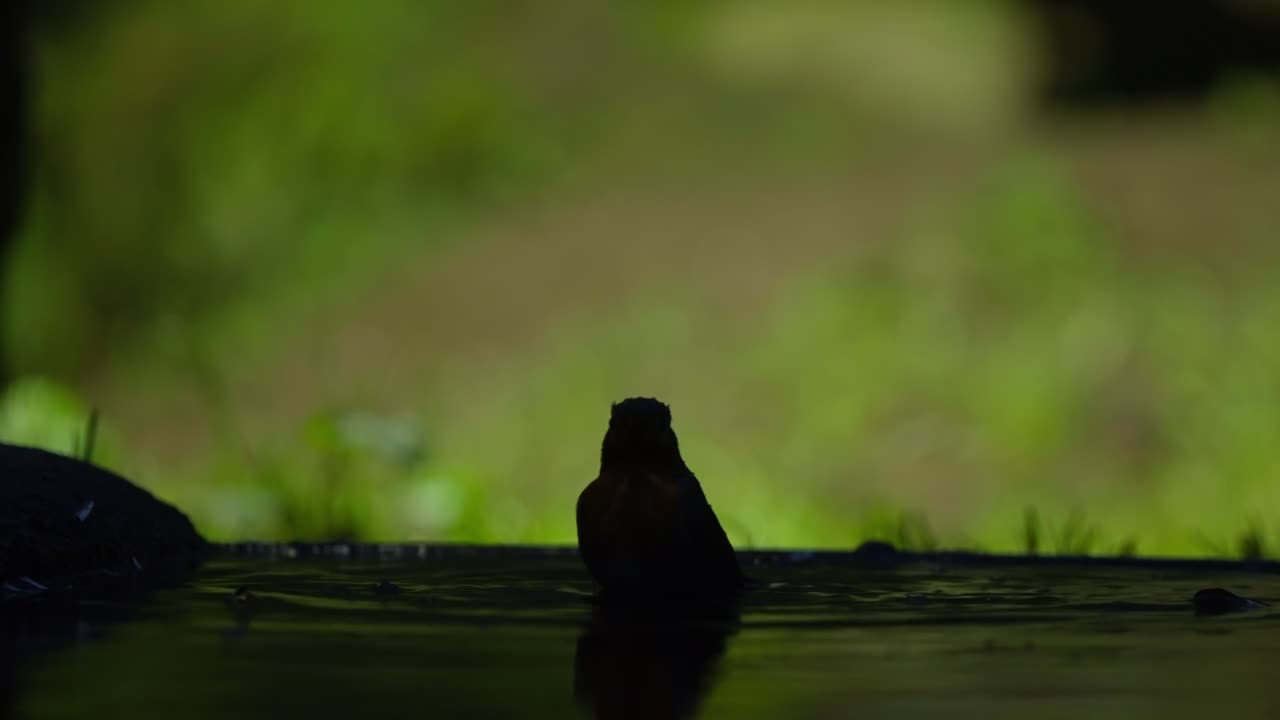 Eurasian robin flits between branches in forest foliage, quick wingbeats in soft daylight