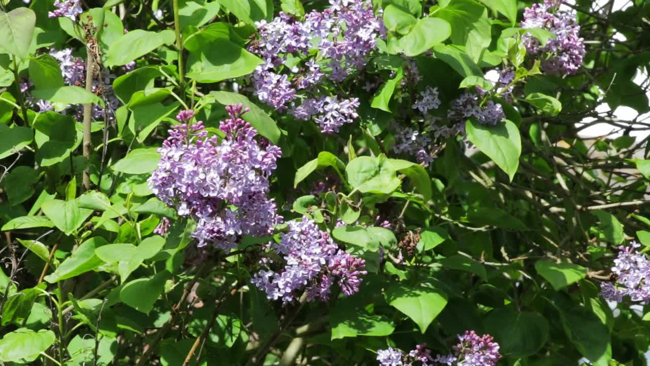 Lilac blossom gently waving in the breeze heralding the season of springtime in the UK