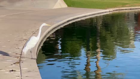 a white heron stands on the edge of the man-made lake in the mccormick ranch development, mccormick ranch, scottsdale, arizona