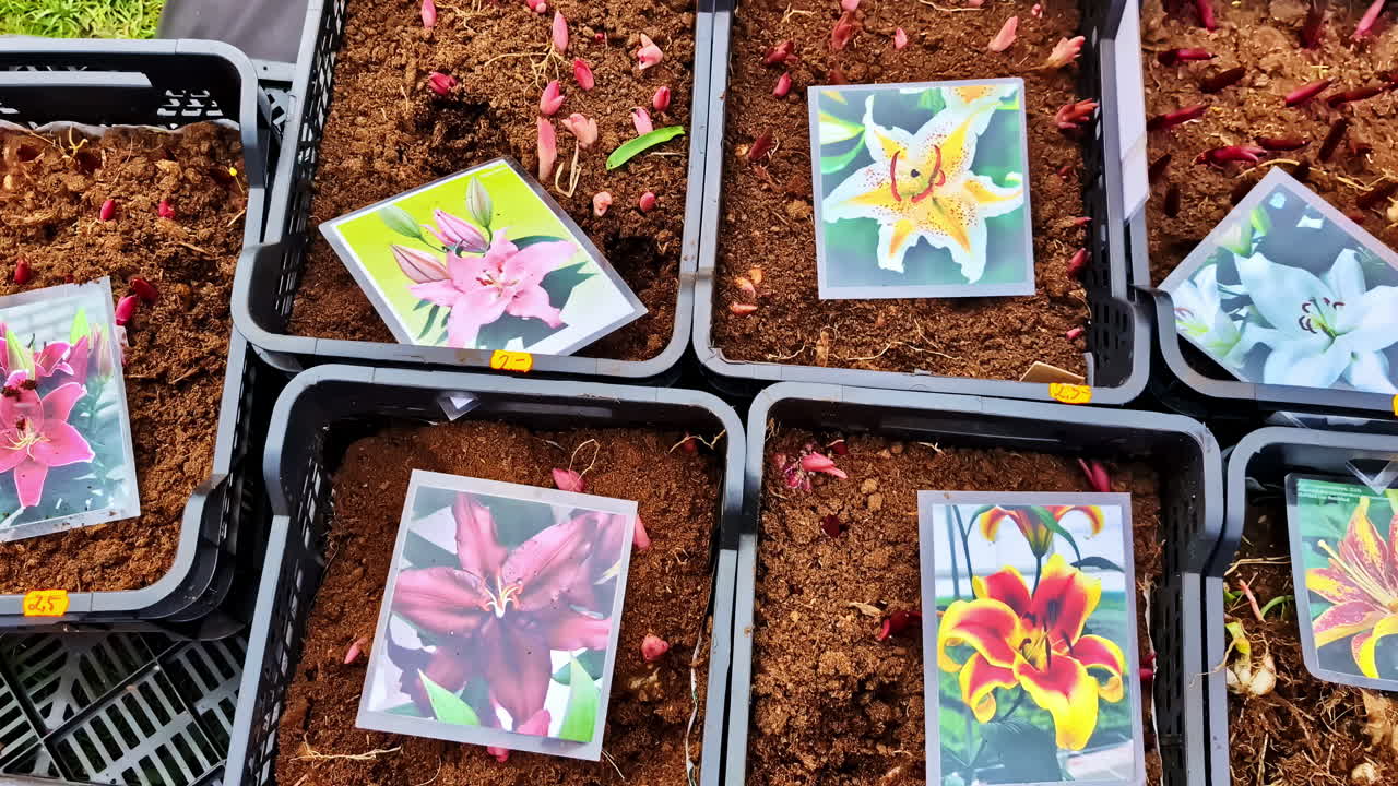 Flower plant pots with lilies labeled with colorful plant cards and new buds