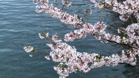 las flores de cerezo sobre el agua ondulada, probablemente un sereno día de primavera, un toque de tranquilidad