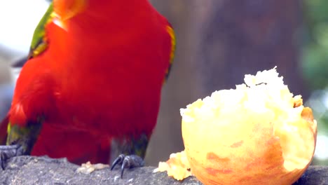 red parrot eating apple on morning. it beautiful colored parrot