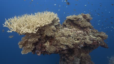 arrecife de coral tropical, la cámara nada hacia una hermosa formación de coral de cuerno de ciervo en un naufragio en palau, micronesia