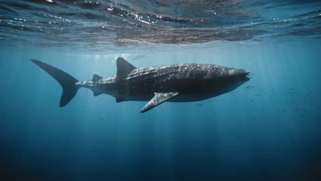 full sideview of whale shark at surface of open ocean with school of fish, slow motion