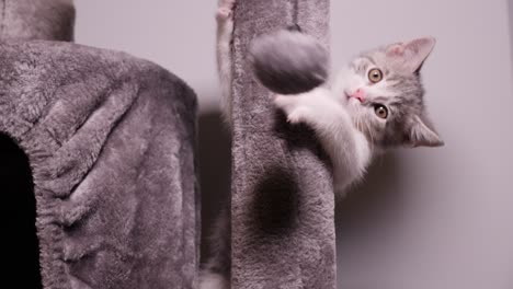 Active-Little-Kitten-Cat-Playful-Beating-Hair-Ball