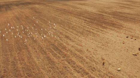 aerial view of cows and birds in a dry field