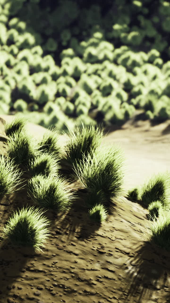 Lush green grasses blanket the rolling hills under bright sunlight