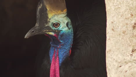 close up of australian southern cassowary bird's vibrant blue and red head