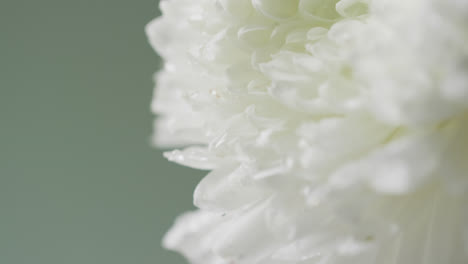 video of close up of white flower with copy space on green background