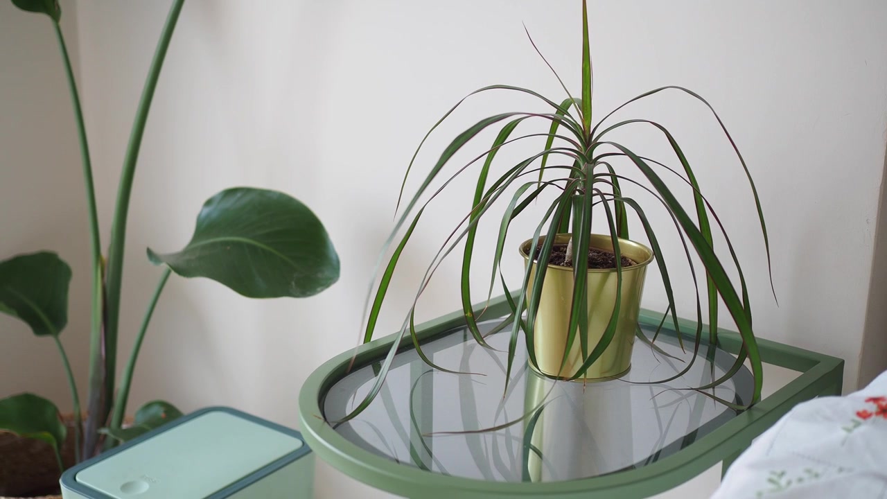 Pianta di Dracaena in vaso su un moderno tavolino verde