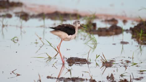 Black-winged-Stilt,-Himantopus-himantopus,-Thailand