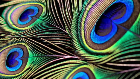 close-up of vibrant peacock feathers