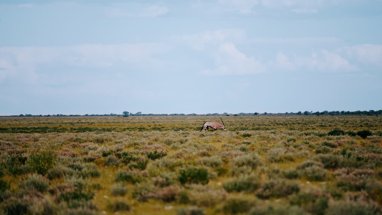 Oryx in African Savanna