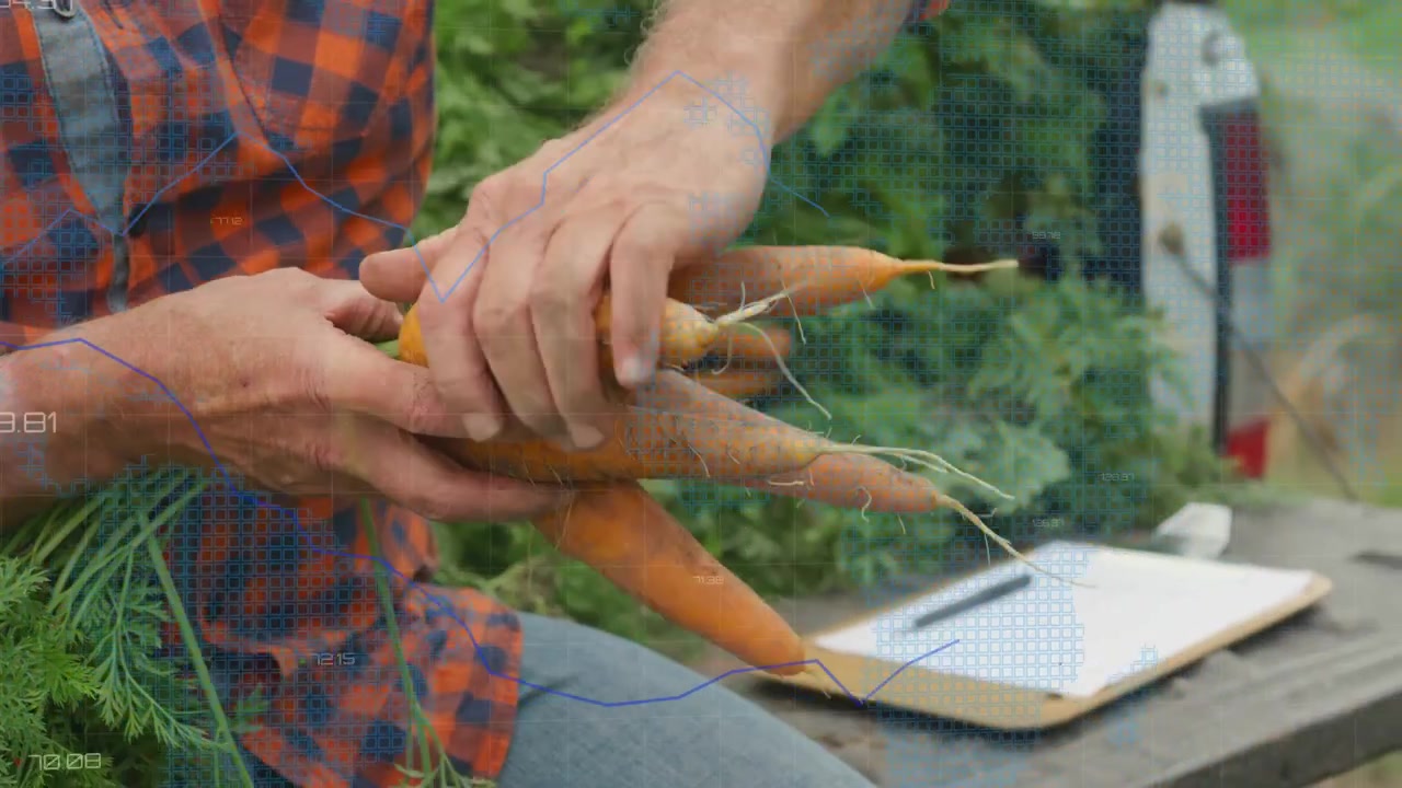 Senior farmer sitting on tailgate, blue grid appearing and guiding carrot checking with clipboard
