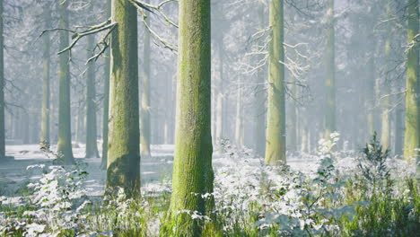 Winter serenity in a misty forest with snow covered trees and flora