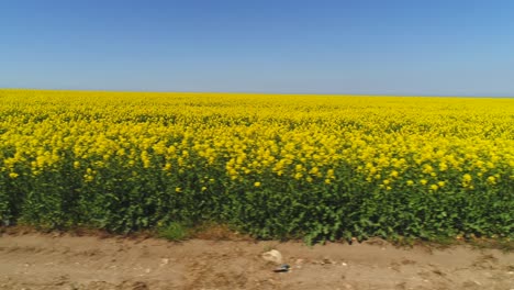 vast field of yellow rapeseed flowers