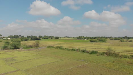 paddy-field-,bird-eye-view