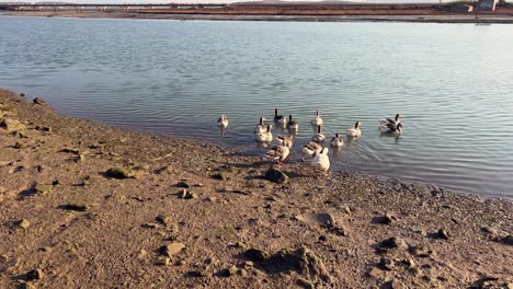 bandada de gansos están entrando suavemente en el agua del río, bancos cerca de la superficie del agua, captura de ángulo bajo durante el día, conceptos de animales en la naturaleza